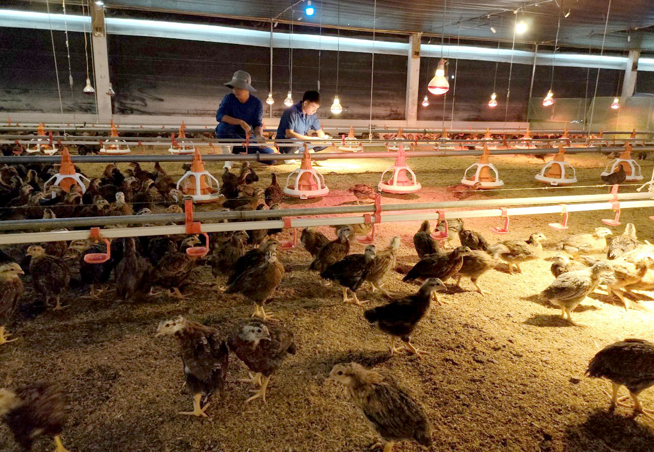 Mr. Nguyen Van Vuong's family raises 40,000 commercial chickens in two separate zones. Photo: Minh Hau.