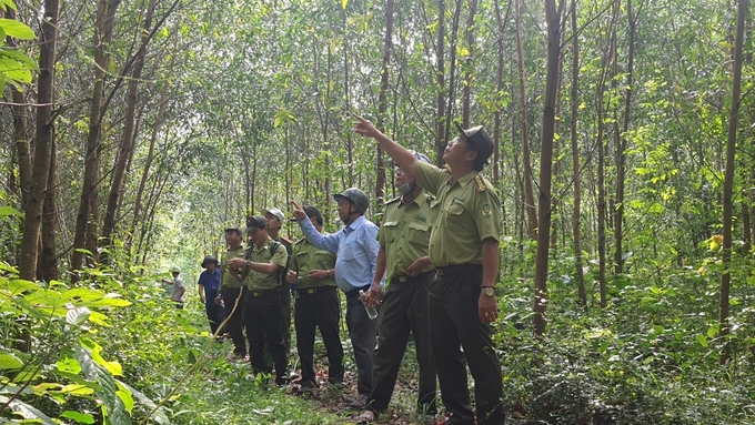 Tỉnh Phú Yên đang khuyến khích phát triển rừng gỗ lớn. Ảnh: KS.
