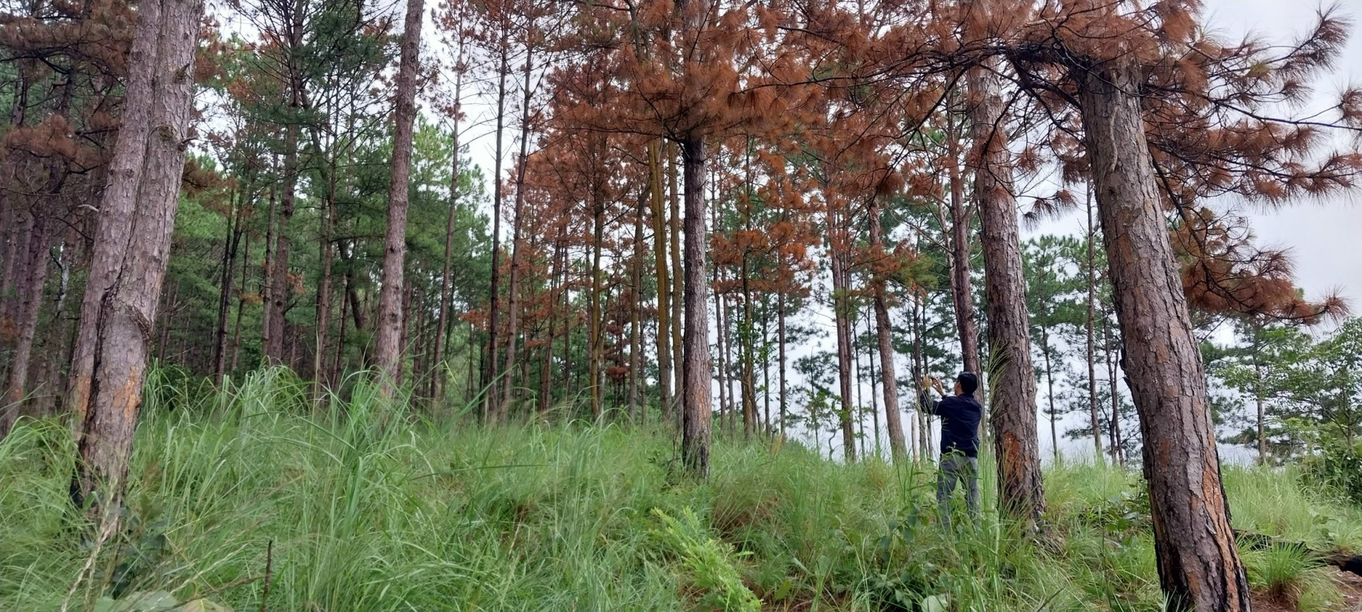 Hiện trường vụ rừng thông bị khoan lỗ đổ thuốc độc ở huyện Lâm Hà, Lâm Đồng.