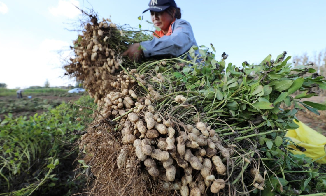 A villager in Shannantou village, Shandong province sorts harvested peanuts on August 30, 2023. Agricultural and food self-sufficiency are a top priority for China’s government in the coming years. Photo: Xinhua