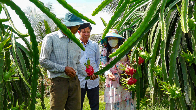 Vietnam needs to build its own ecosystem for dragon fruit to maximize its existing potential. Photo: TL.