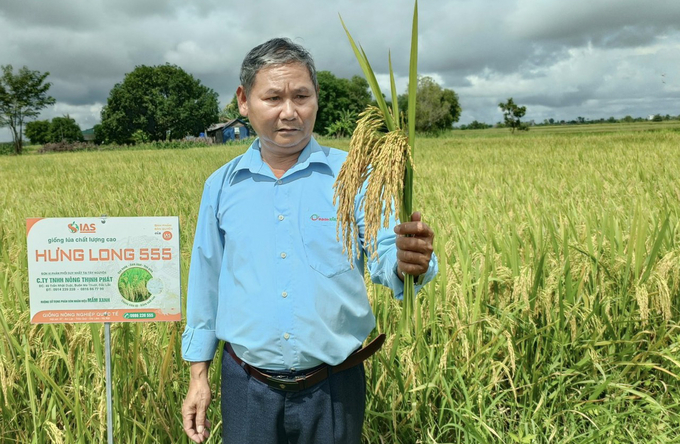 Giống lúa Hưng Long ngay vụ đầu có mặt ở huyện Ea Súp đã được nông dân nồng nhiệt đón nhận. Ảnh: Quang Yên.