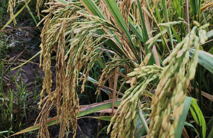 Bông lúa Hưng Long 555 trồng tại huyện Ea Súp dài từ 25 - 30cm, tỷ lệ hạt chắc cao. Ảnh: Quang Yên.