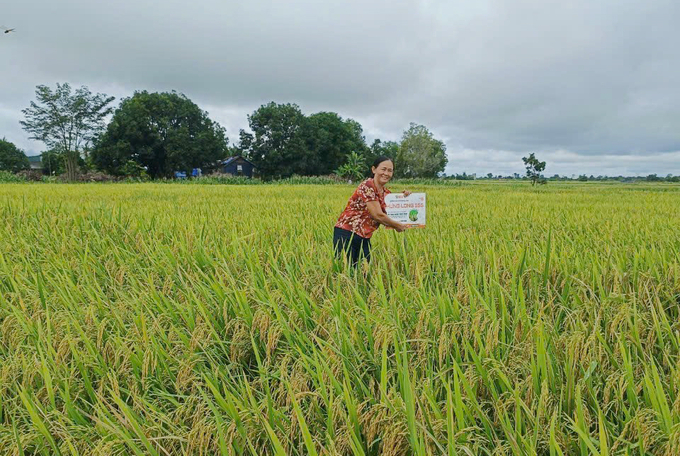 Thời gian tới, Công ty Cổ phần Giống nông nghiệp Quốc tế sẽ mở rộng mô hình sản xuất giống lúa Hưng Long 555 tại Đắk Lắk. Ảnh: Quang Yên.