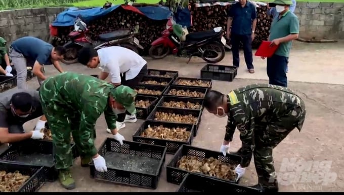 Đồn Biên phòng cửa khẩu Chi Ma bắt giữ 32 thùng gà giống với số lượng gần 5.000 con vào chiều 3/10. Ảnh: Minh Phúc.