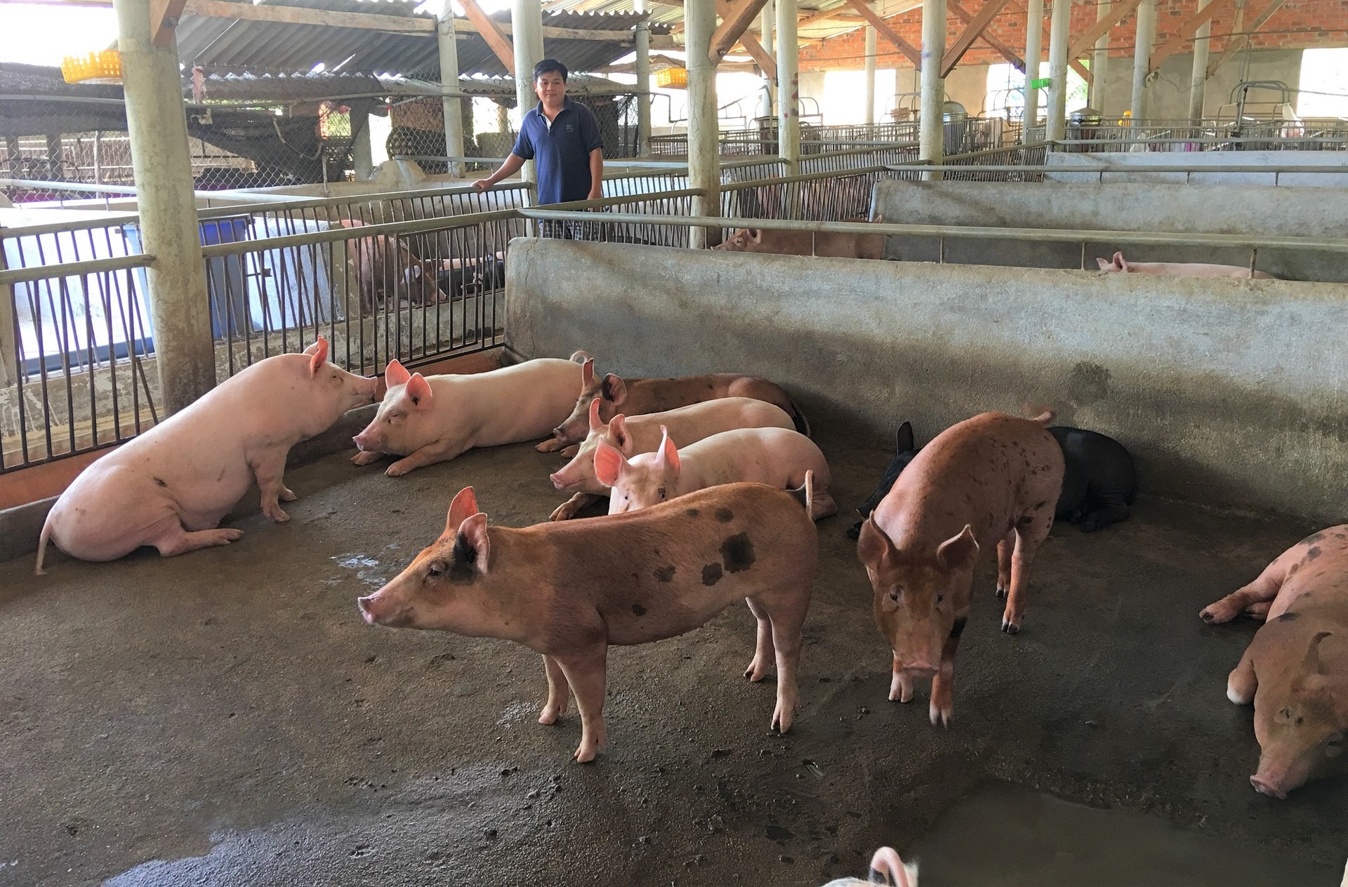 Currently, Binh Dinh has 800 livestock facilities using livestock herd and disease management software with Blockchain technology. Photo: V.D.T.