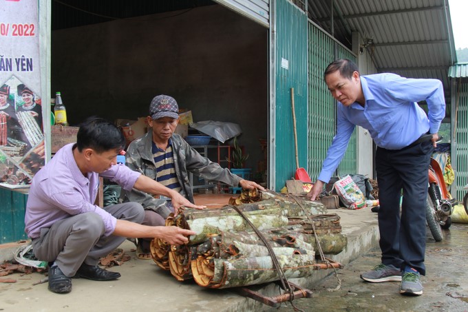 The agriculture sector of Van Yen district regularly coordinates with businesses to disseminate and guide people to produce organic cinnamon. Photo: Thanh Tien.