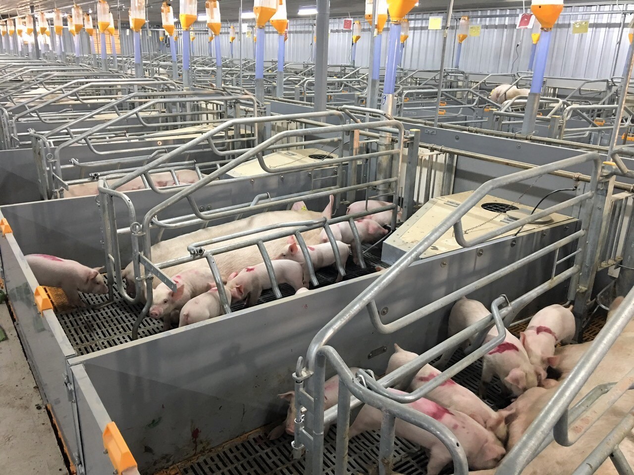 Blockchain technology software manages the number of market hog, sow, and piglet herds. Photo: V.D.T.