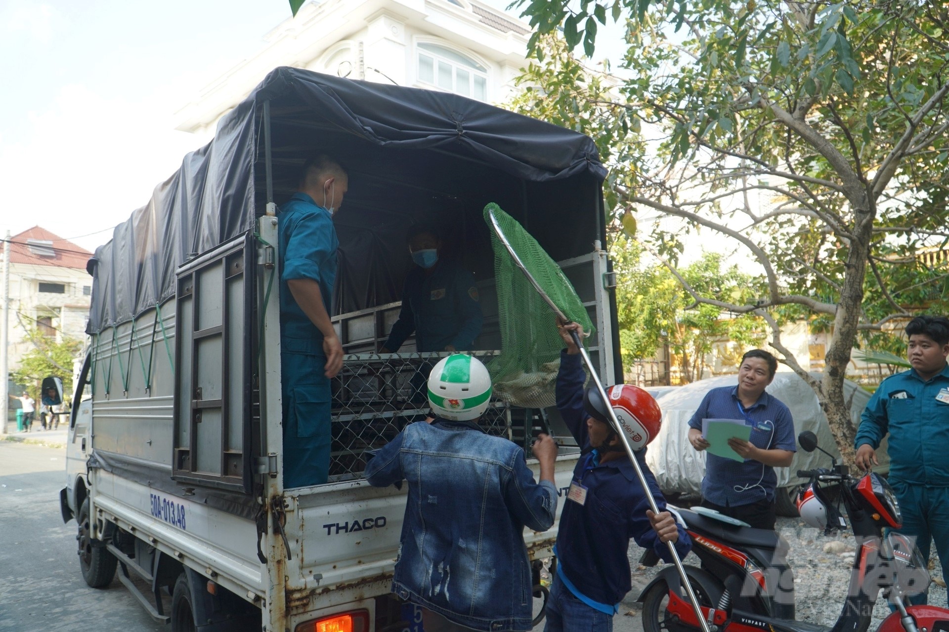 The functional force catches loose dogs to avoid spreading rabies. Photo: Nguyen Thuy.