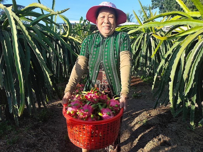 The Tien Giang agriculture sector reorganized production and launched consumption cooperation. Photo: Minh Dam.