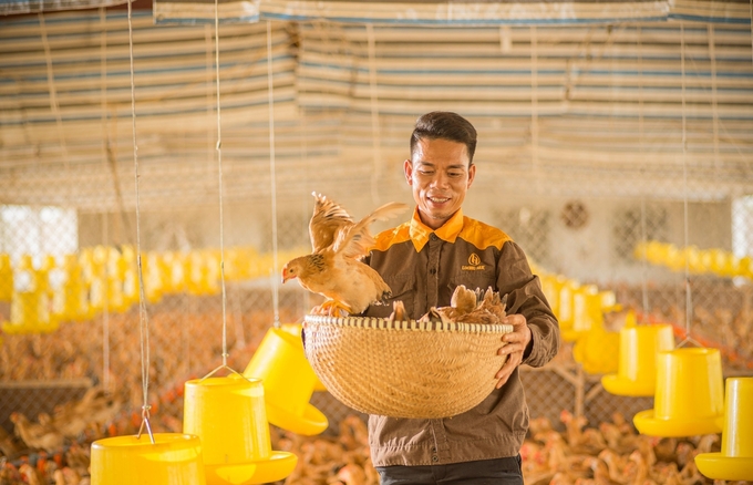 Tăng trưởng sản xuất của ngành gia cầm dù tương đối cao nhưng kém bền vững. Ảnh: Hồng Thắm.