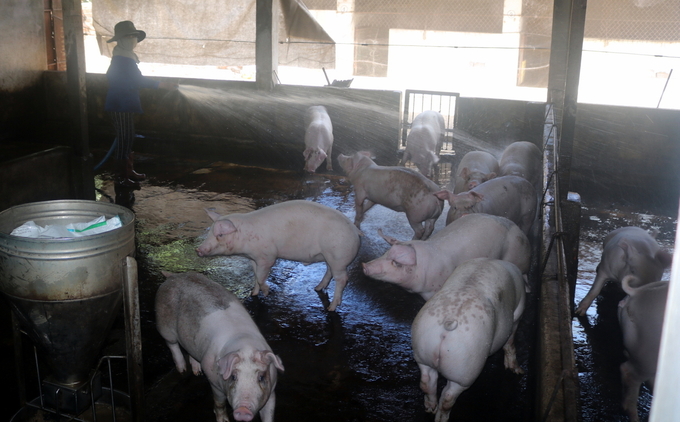 Người chăn nuôi tái đàn để phục vụ nhu cầu thịt lợn vào dịp cuối năm. Ảnh: KS.