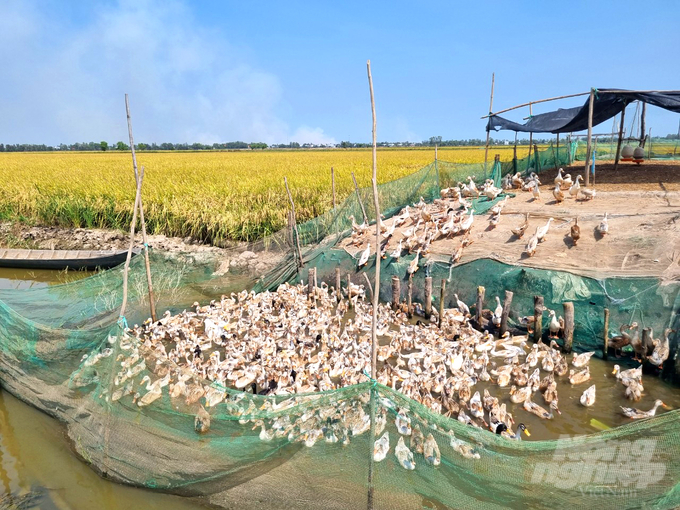Mô hình lúa - cá - vịt của tổ hợp tác số 10 tại huyện Tam Nông đã giúp nông dân tăng thu nhập từ 20-30% so với canh tác truyền thống. Ảnh: Lê Hoàng Vũ.