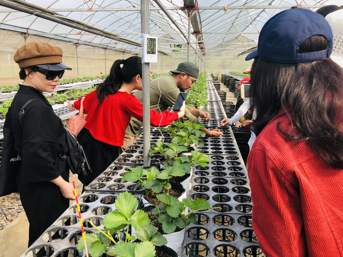 Hana is introducing guests to her strawberry garden. Photo: Nga Huyen.