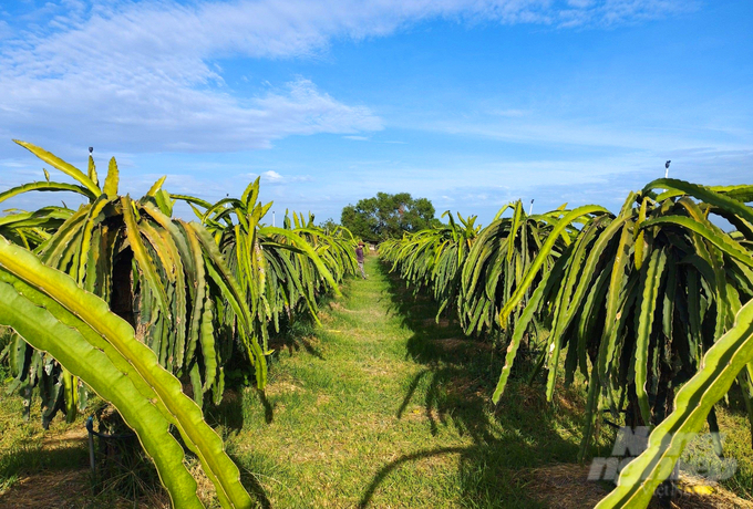 Organic dragon fruit production models are widely applied by farmers at present.