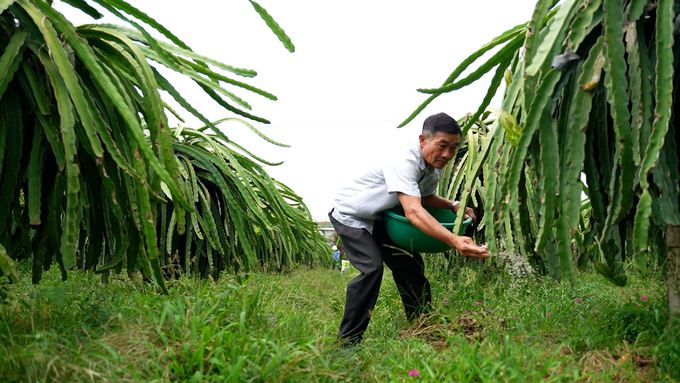 Unscientific and wasteful fertilization is still common in Vietnam’s dragon fruit production scene.