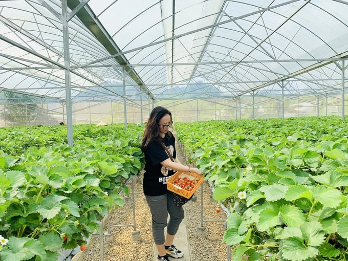 Guests come to experience strawberry picking at Hana's farm. Photo: Nga Huyen.