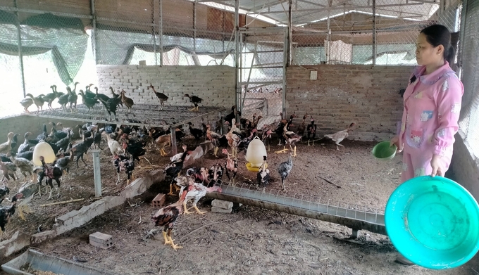 Breeding chickens in Hong Phong commune, Bac Binh district, Binh Thuan province. Photo: KS.