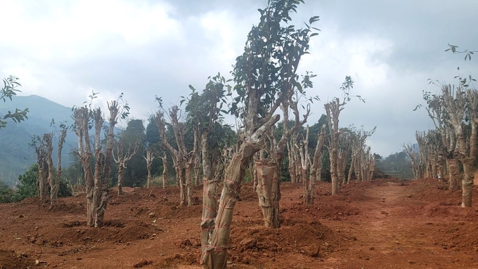 Nearly 100 ancient Shan Tuyet tea trees in the site clearance area for the Bac Kan City - Ba Be Lake road construction were moved to another place to care for and preserve genetic resources. Photo: Ngoc Tu.
