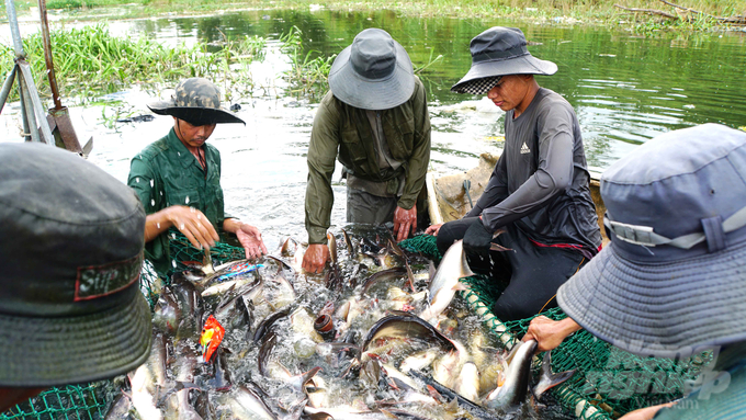 Đội nuôi trồng thủy sản Sông Mây đang thu hoạch cá, chuẩn bị bàn giao cho các bếp ăn thuộc Bộ CHQS tỉnh Đồng Nai. Ảnh: Lê Bình.
