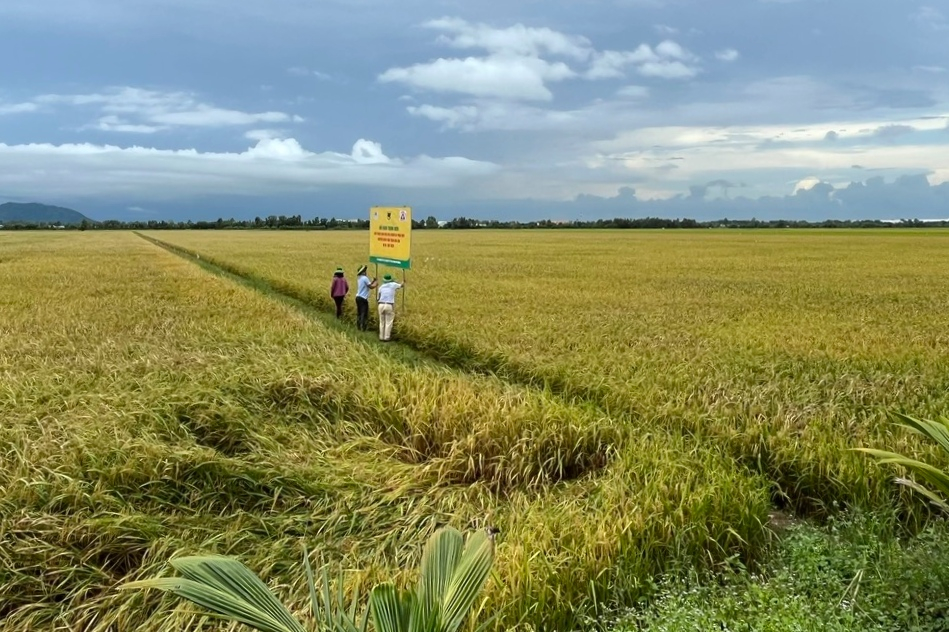 Hiệu quả trên cánh đồng kết hợp sạ cụm với bón vùi phân.