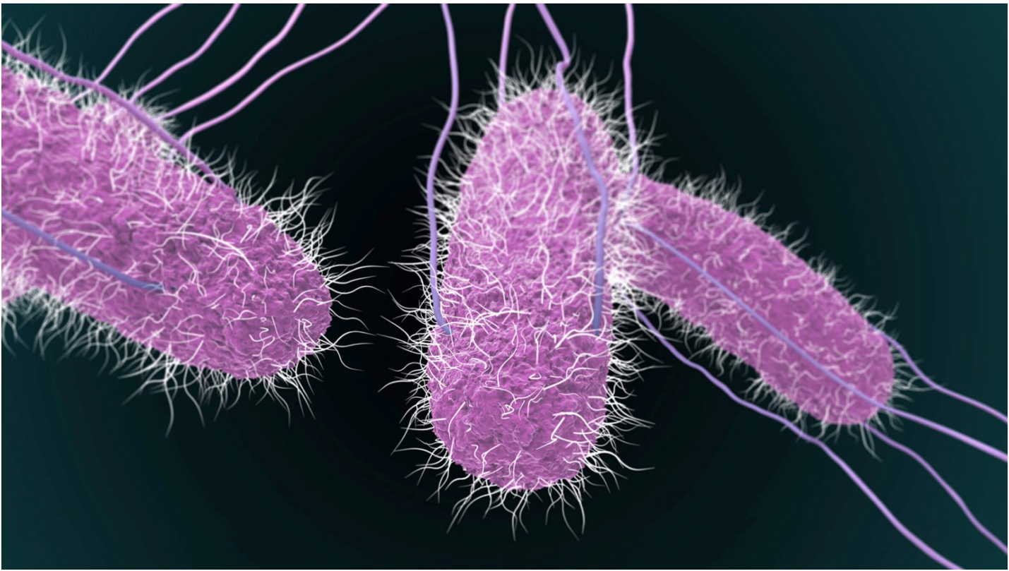 Vi khuẩn Salmonella spp có trong phân của hai trẻ bị ngộ độc thực phẩm.