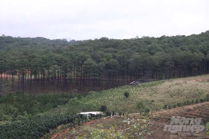 Một khu rừng thông xanh mướt ở Đạ Sar. Ảnh: Kiên Trung.