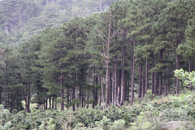 Một rẫy cà phê được trồng ở ngay rừng thông cổ thụ 50 năm tuổi ở Đạ Sar. Ảnh: Kiên Trung.