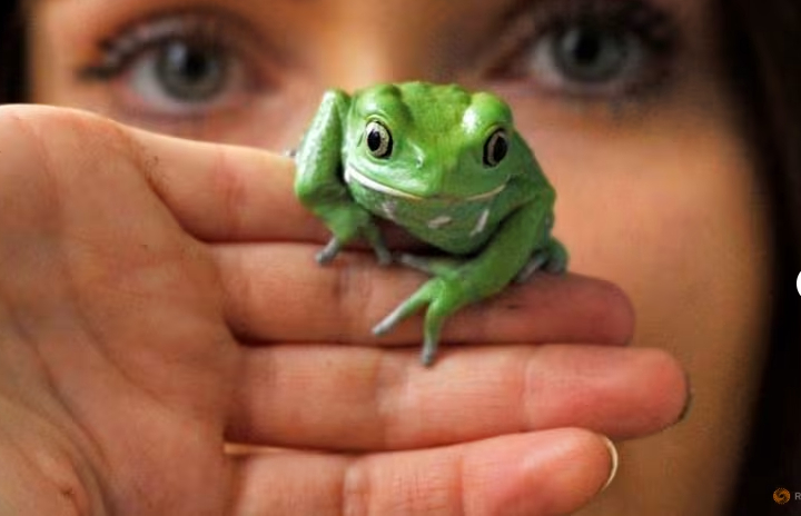 Zoo- keeper Sarah Dempsey poses with a Tree Frog during the stock take at London Zoo, on Jan, 4, 2012. Photo: Reuters