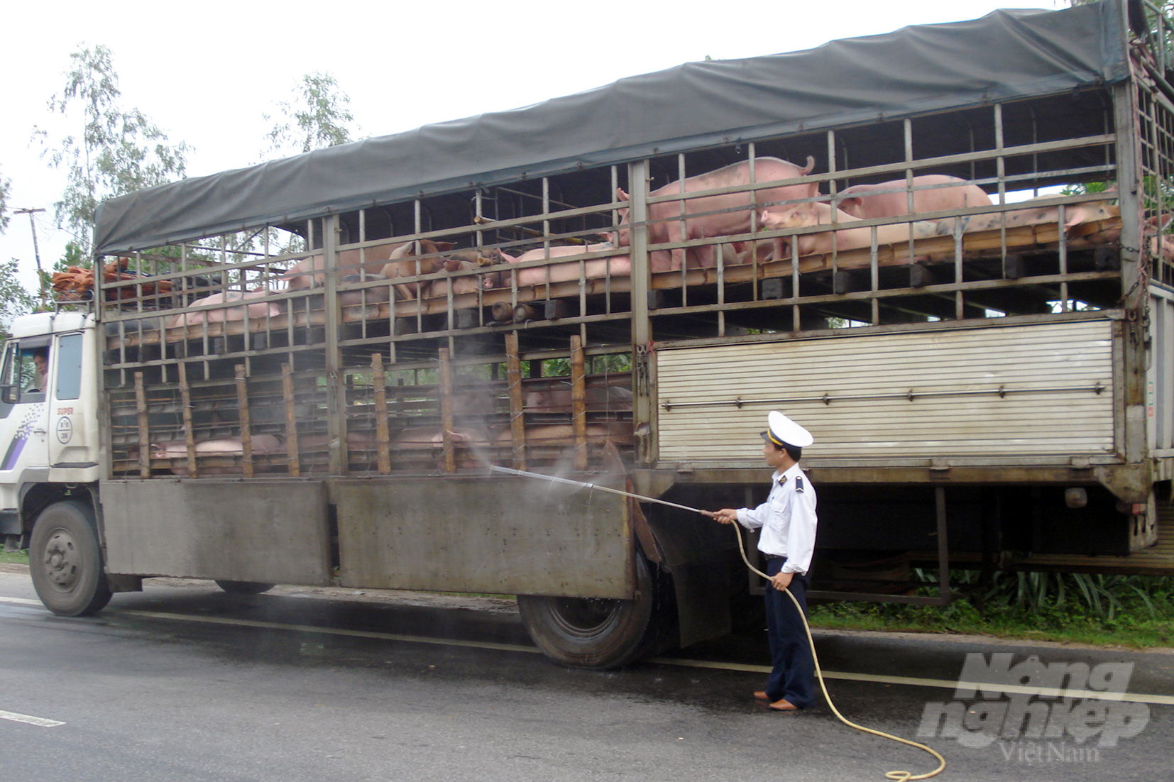 Ngoài kiểm tra các thủ tục bắt buộc, phương tiện vận chuyển lợn được phun khử khuẩn trước khi nhập vào Thừa Thiên Huế. Ảnh: Công Điền.