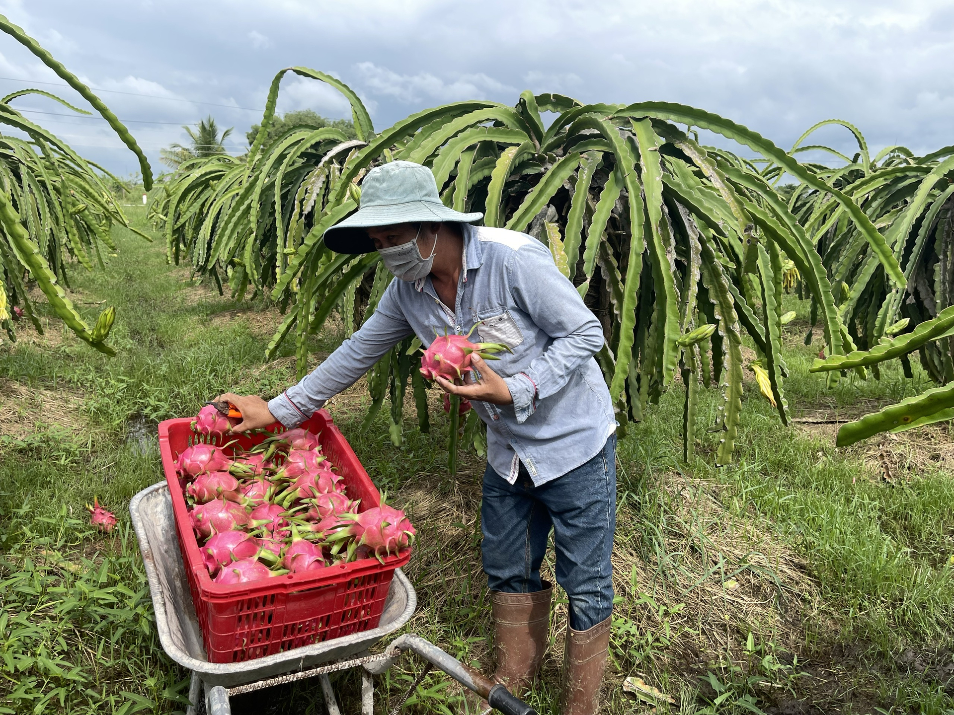 Due to the unstable market demand, local residents in Binh Thuan province are hesitant to invest in dragon fruit cultivation. Photo: M.P.
