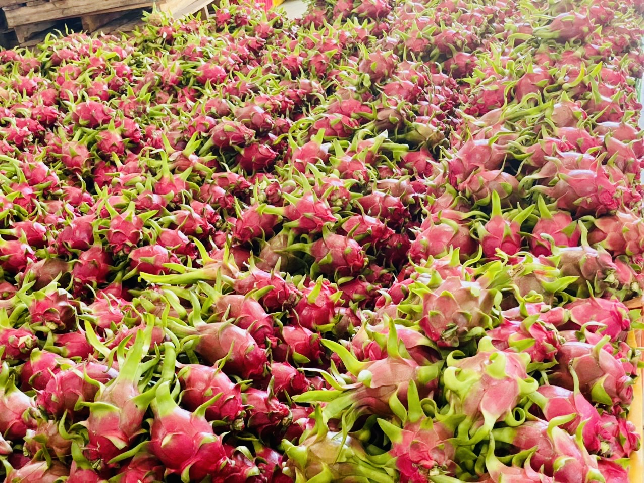 The production of dragon fruit in Binh Thuan province remains fragmented, small-scale, and lacks integration. Photo: M.P.