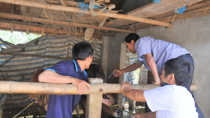 Trong tháng 9, tỉnh Phú Yên bắt đầu công tác tiêm phòng vacxin cho đàn gia súc, gia cầm đợt 2, kết quả từ đầu năm đến nay, hơn 108.000 con trâu, bò được tiêm lở mồm long móng. Ảnh: Kim Sơ.