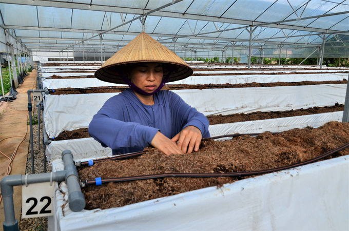 Ms. Nguyen Thi Huyen is checking the humidity of the substrate trays. Photo: Duong Dinh Tuong.