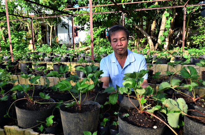 Strawberry garden of Mr. Hoang Van An - Head of Buu village. Photo: Duong Dinh Tuong.