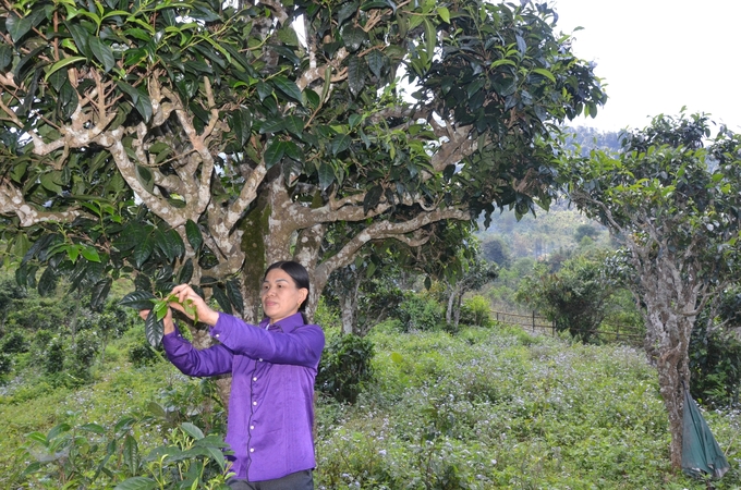 Ancient Shan Tuyet tea trees in people's gardens in Bang Phuc commune. Photo: Ngoc Tu. 