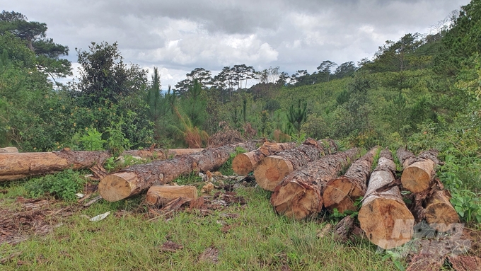 Cũng giống như hàng trăm m3 gỗ thông 'tận thu', những phương tiện thu giữ trong các vụ phá rừng cũng đang là thứ khiến các chủ rừng đau đầu vì... không biết xử lý như thế nào.