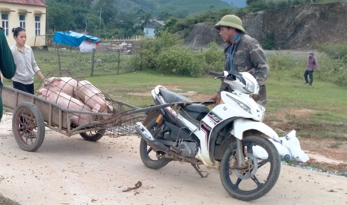 Người dân xã Thượng Hóa vận chuyển lợn bị mắc bệnh đến địa điểm tiêu hủy. Ảnh: T. Phùng.