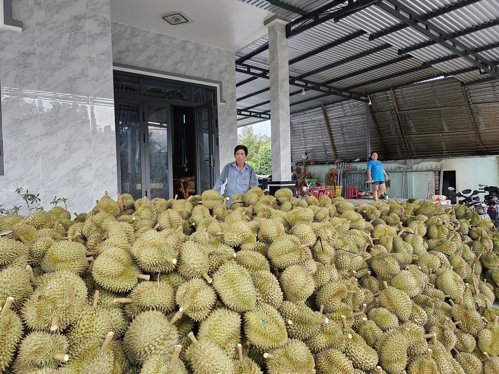 Mr. Van Tan Dat, Lien Hoa village, Son Binh commune, said that thanks to durian, his family became better off. Photo: KS. 