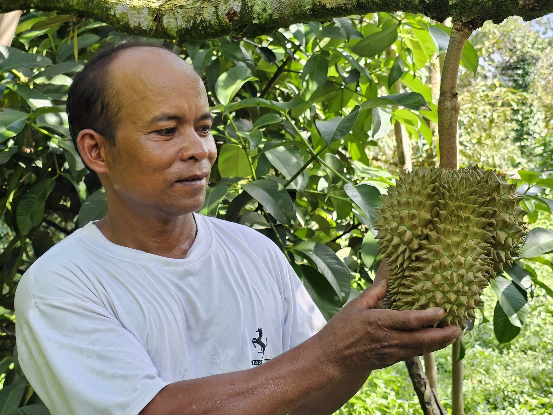 Mr. Bo Bo Kha's family currently grows durian of up to 2 ha. Photo: KS.