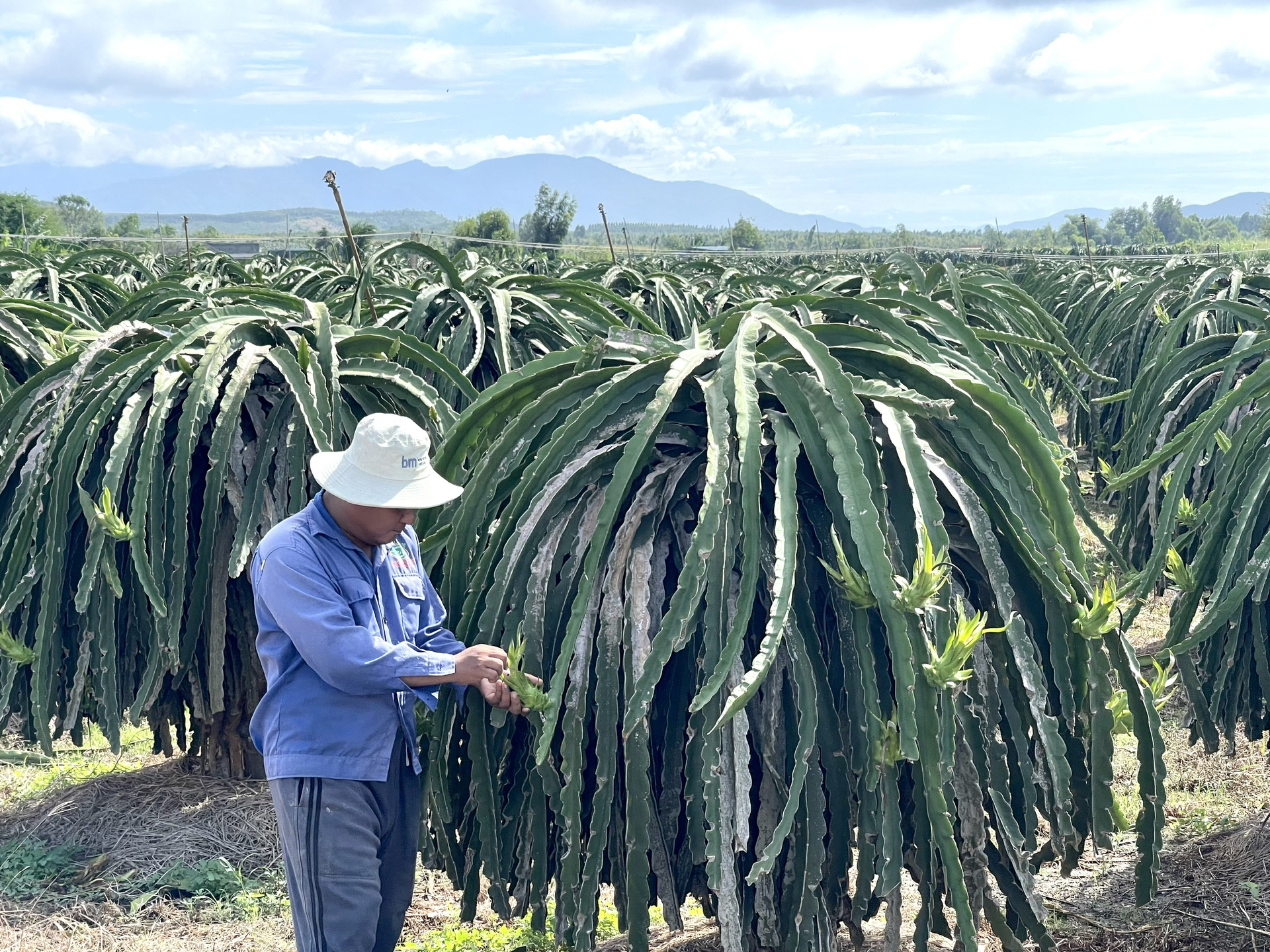 In order to develop a sustainable dragon fruit market, farmers must enhance the quality of good agricultural practices. Photo: M.P.