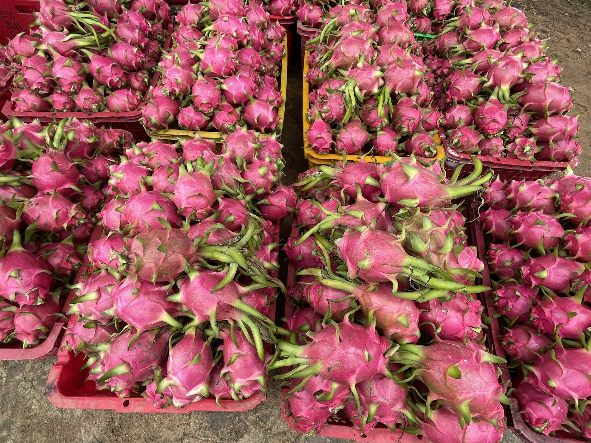 It is imperative to elevate product quality to foster the sustainable growth and expansion of the dragon fruit sector. Photo: M.P.