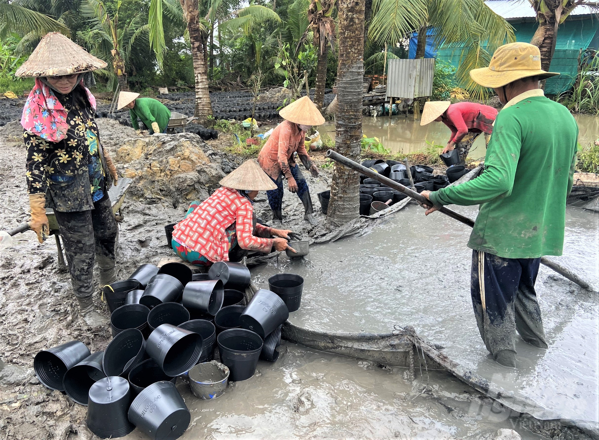 Ngành nông nghiệp Hậu Giang đã khởi động trồng 10 ngàn chậu lúa để phục vụ trưng bày triển lãm con đường lúa gạo Việt Nam tại Festival quốc tế ngành hàng Lúa gạo Việt Nam - Hậu Giang 2023. Ảnh: Trung Chánh.