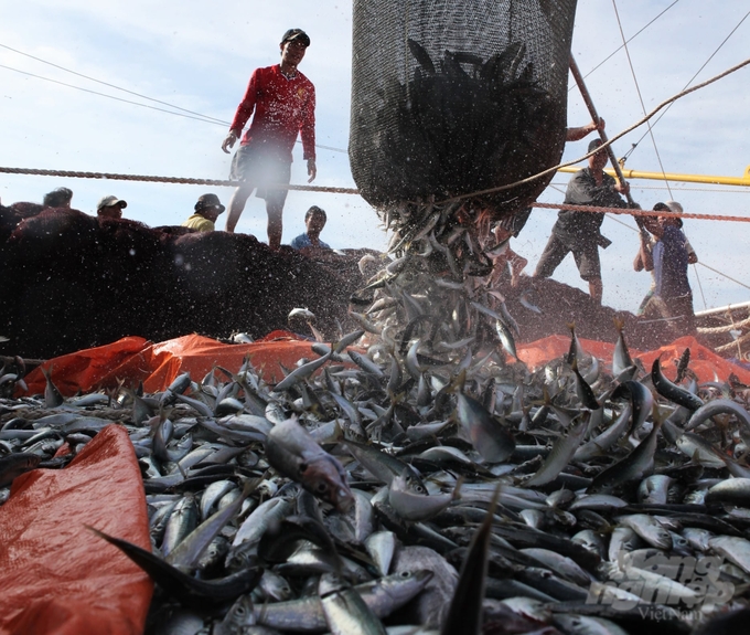 Resolutely not purchase, process, or export aquatic products of IUU origin. Photo: Hong Tham.