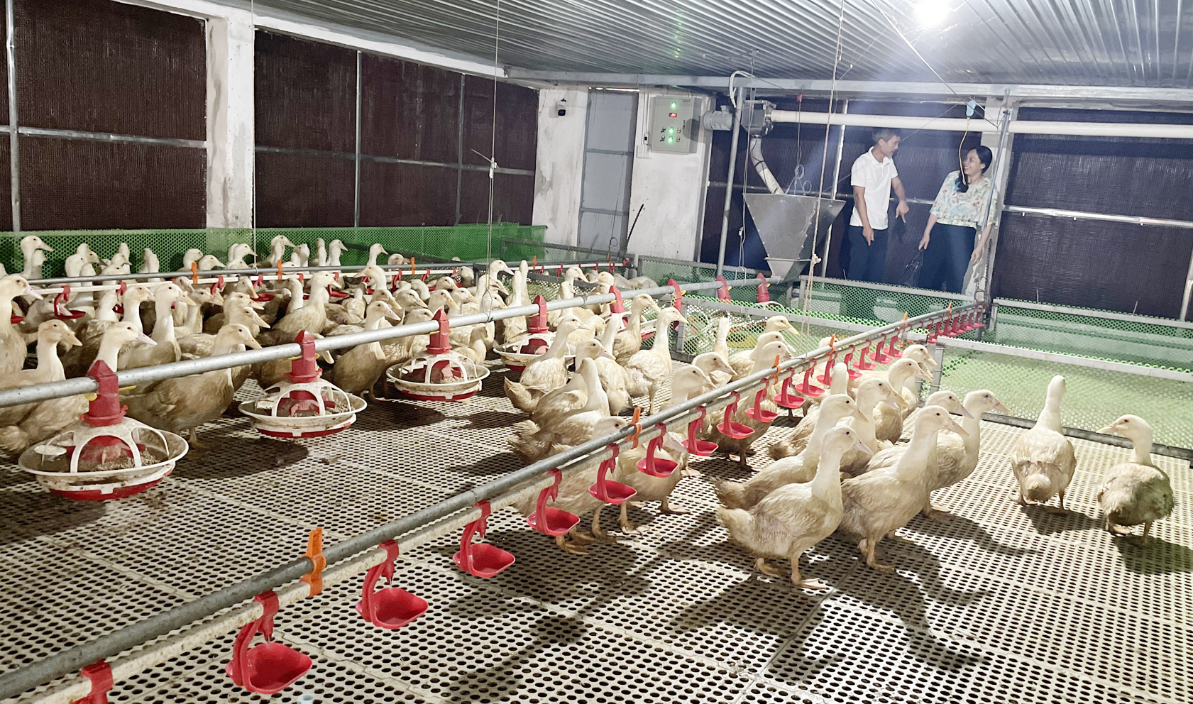 The high-tech duck farming model brings an annual profit of about 700 million VND in Le Thuy district. Photo: T. Phung.