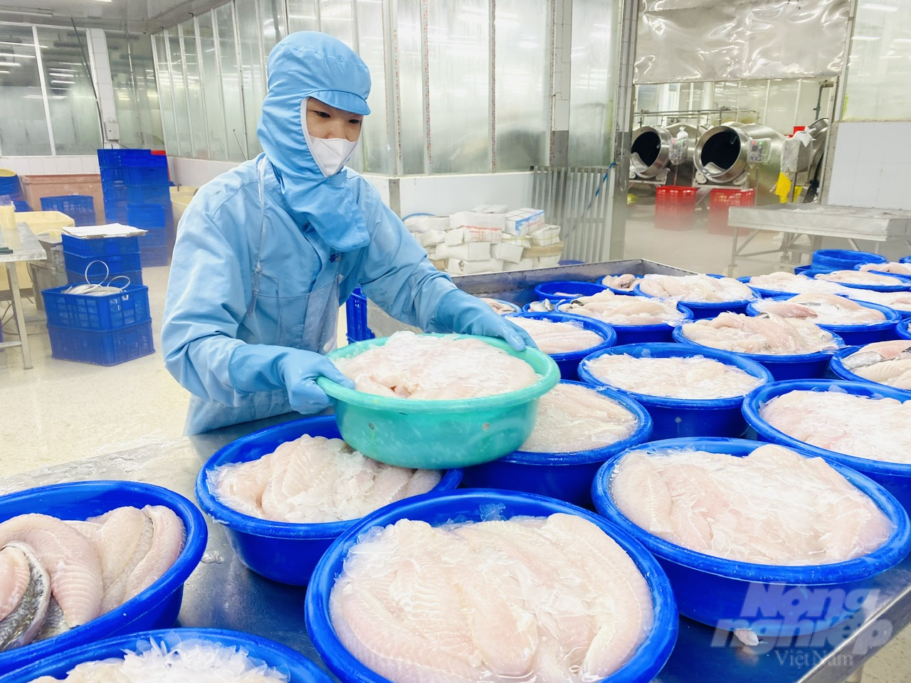 In August, 32% of Vietnamese pangasius exports was accounted to China with a turnover of 374 million USD. Photo: Le Hoang Vu.