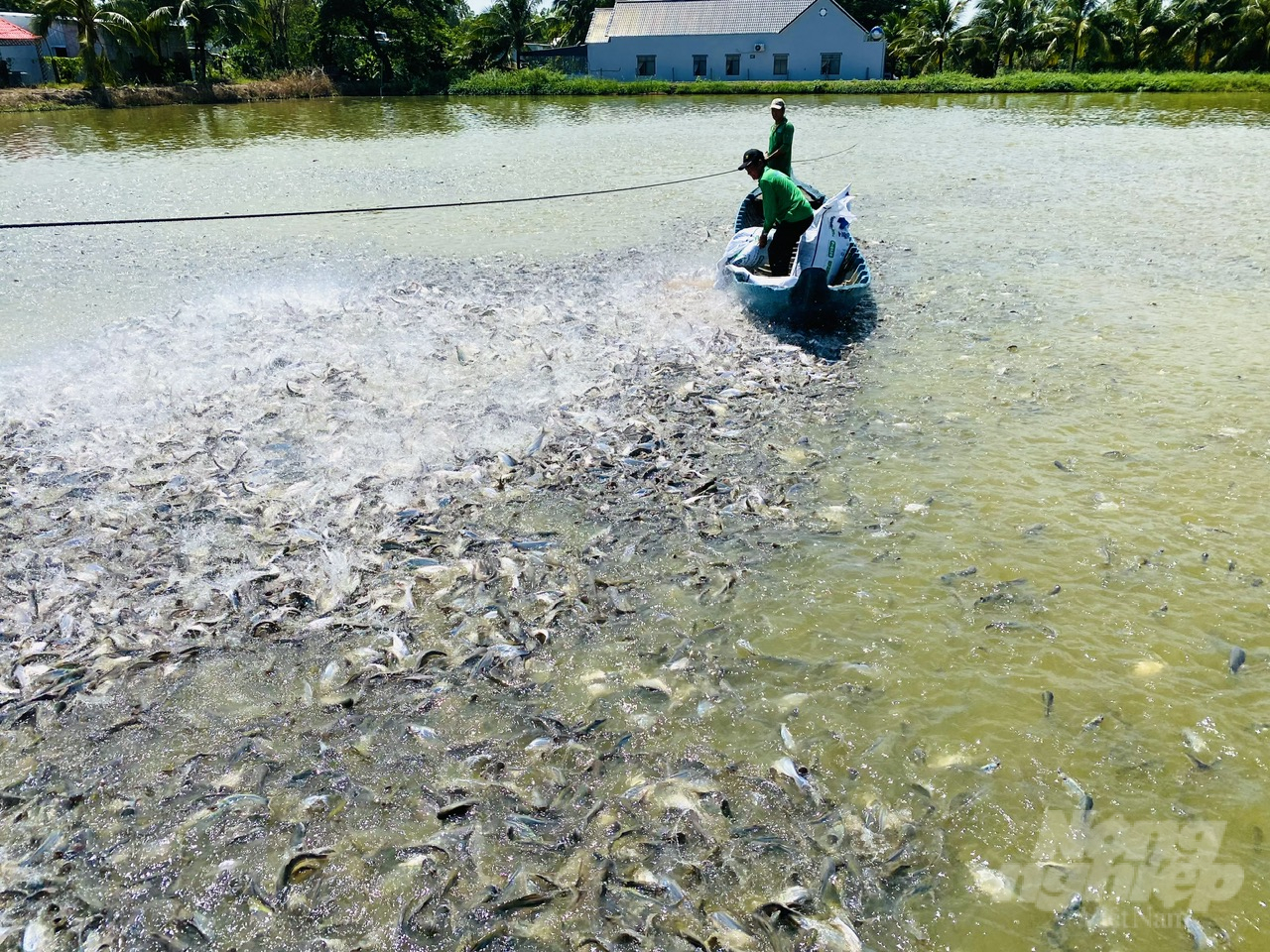 Pangasius farming in the Mekong Delta. Photo: Le Hoang Vu.