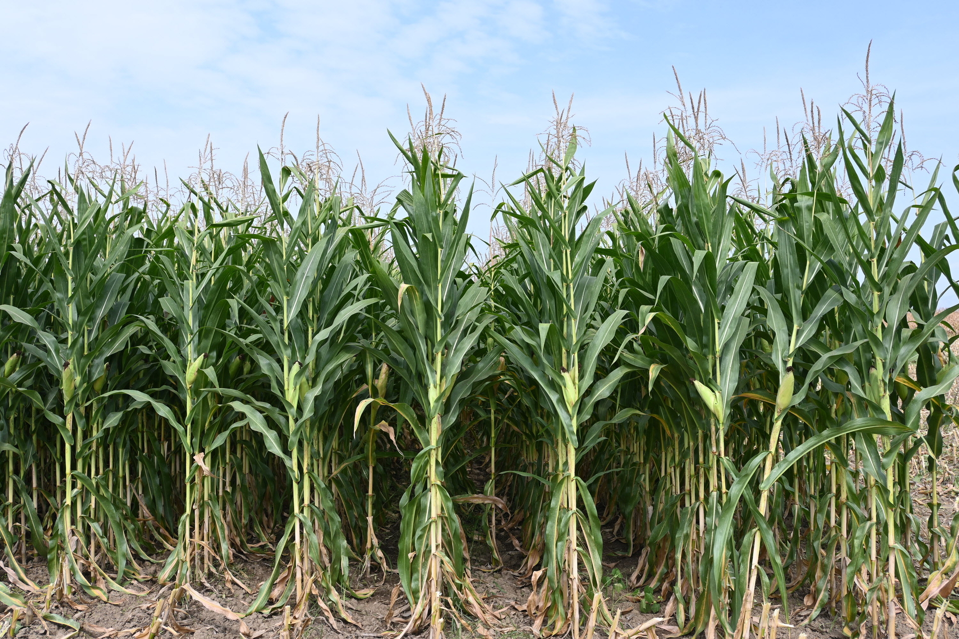 Maize growing in North Macedonia.