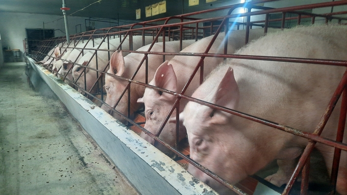 Đàn lợn chăn nuôi theo mô hình khép kín, an toàn sinh học phát triển khỏe mạnh, hạn chế dịch bệnh. Ảnh: Nguyễn Thành.