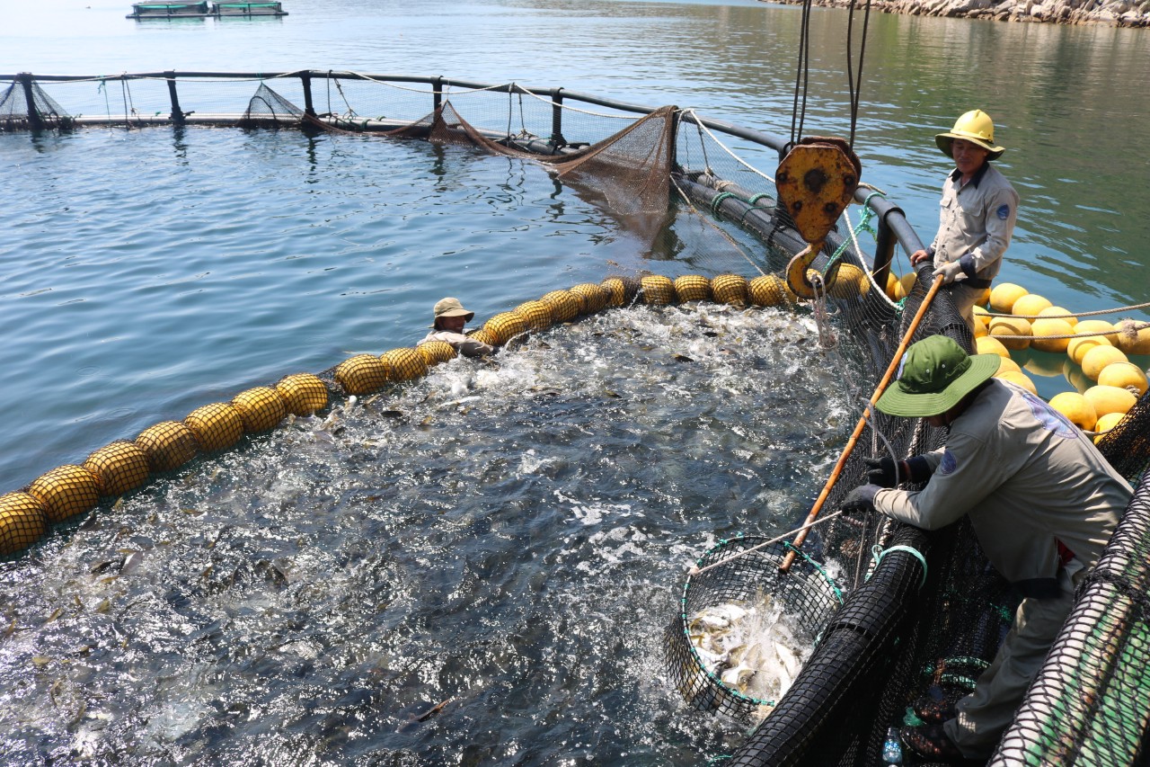 Vietnam has mastered the technology of sustainable marine farming materials using HDPE cages. Photo: V.D.T.